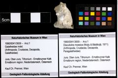 Foto (Objekt + Etiketten) von Discutiolira moesica (Muţiu & Bădăluţă, 1971) 